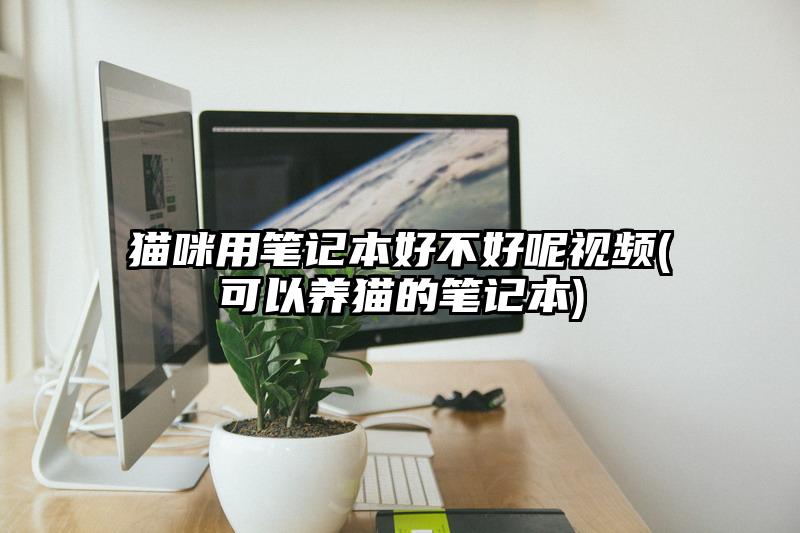 猫咪用笔记本好不好呢视频(可以养猫的笔记本)